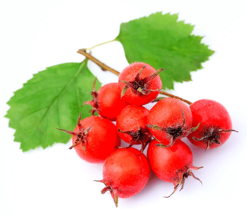 Hawthorn at Tonerin